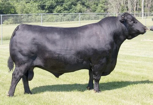 Sires — Burgess Angus Ranch
